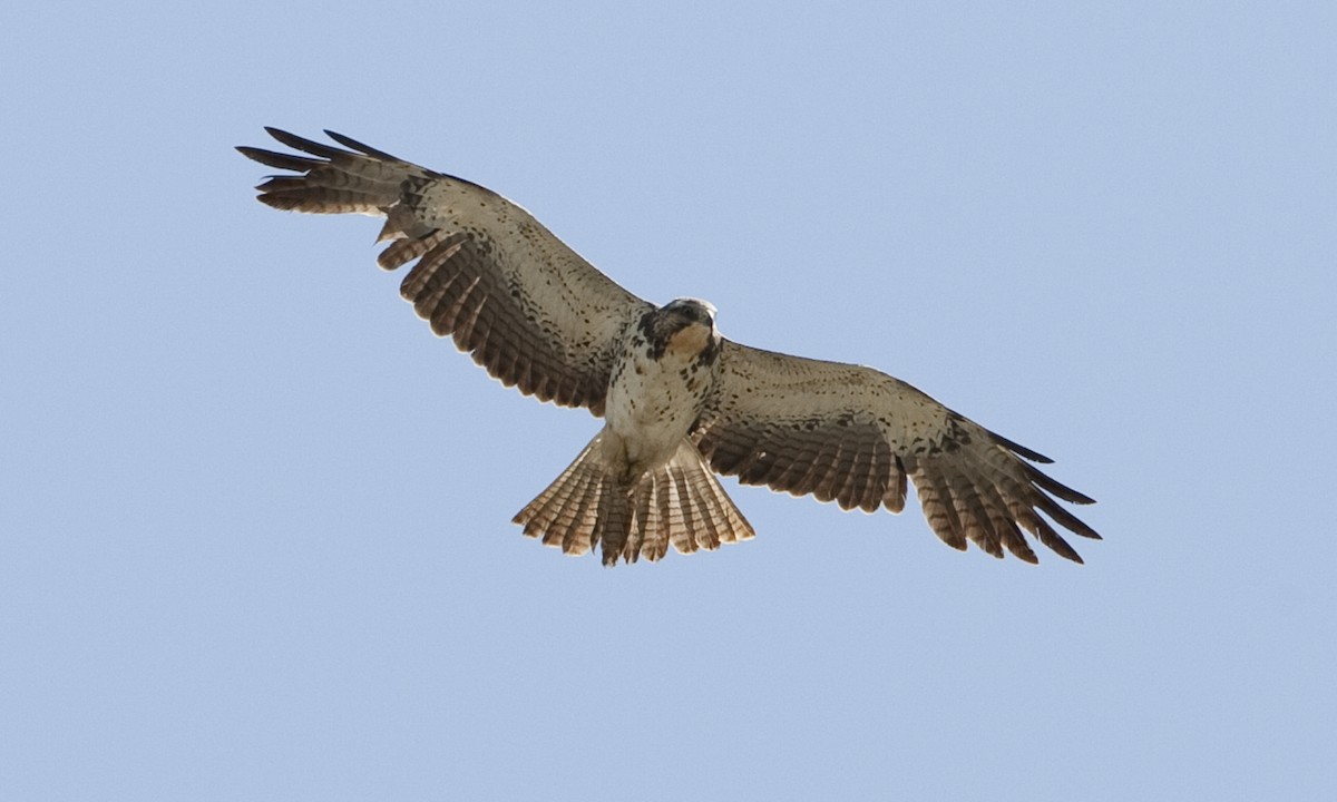 Swainson's Hawk - ML245854041