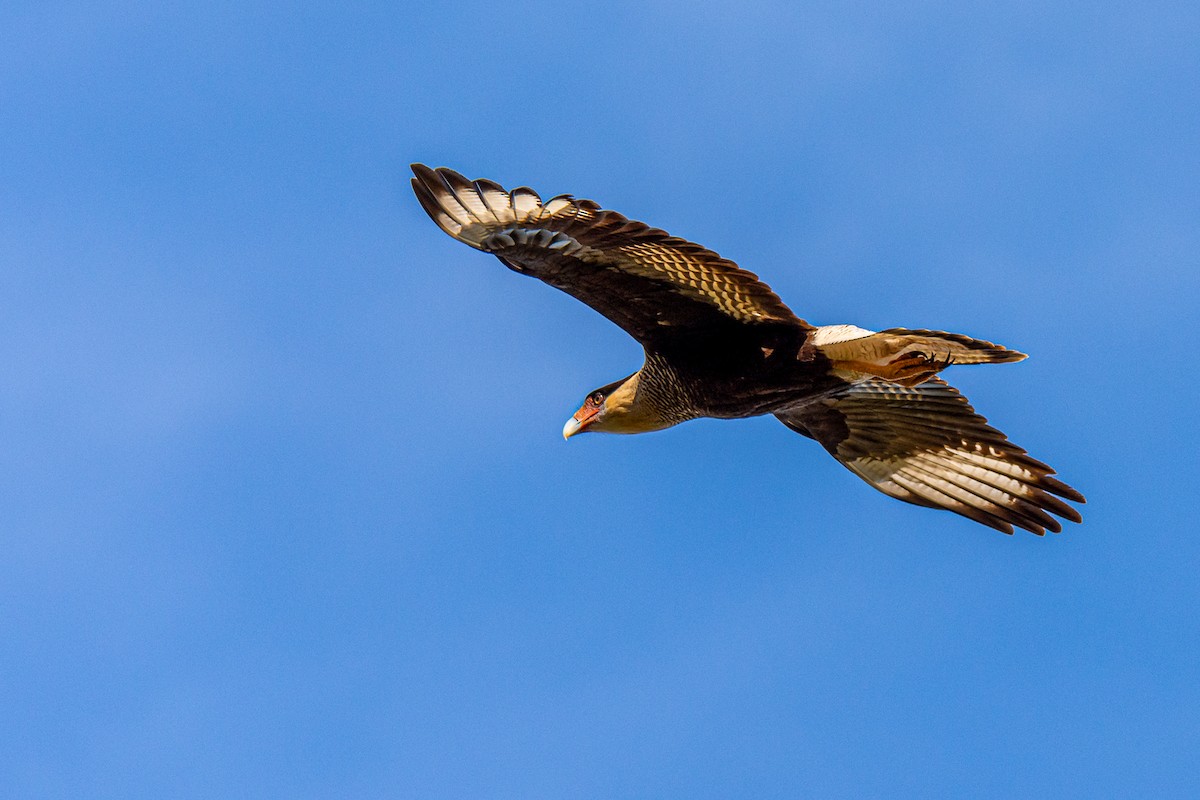 Caracara Carancho (sureño) - ML245854081