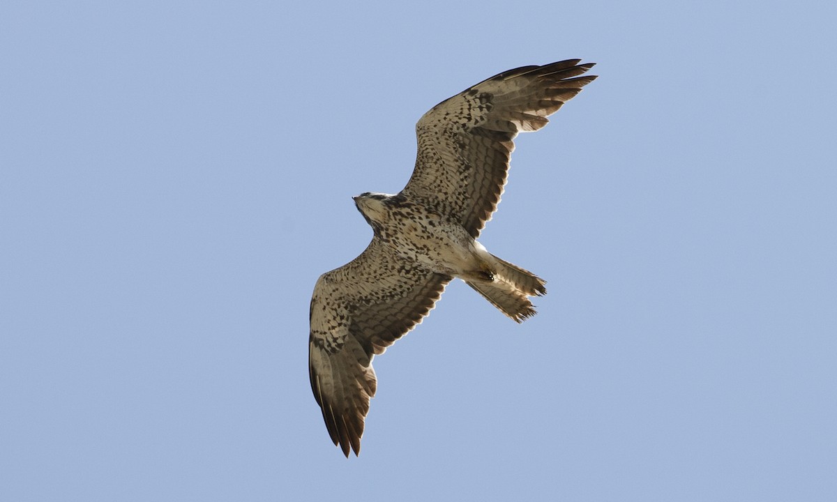 Swainson's Hawk - ML245854601