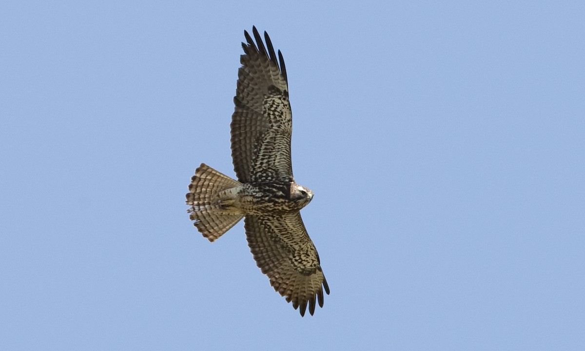 Swainson's Hawk - ML245854961