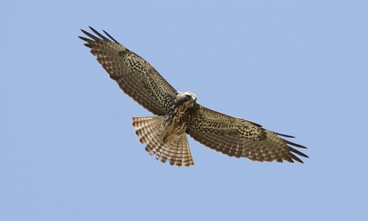 Swainson's Hawk - ML245854971