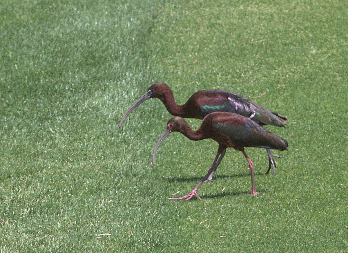 ibis hnědý - ML245856081