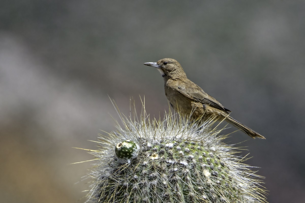 White-throated Cacholote - Adrian Eisen Rupp