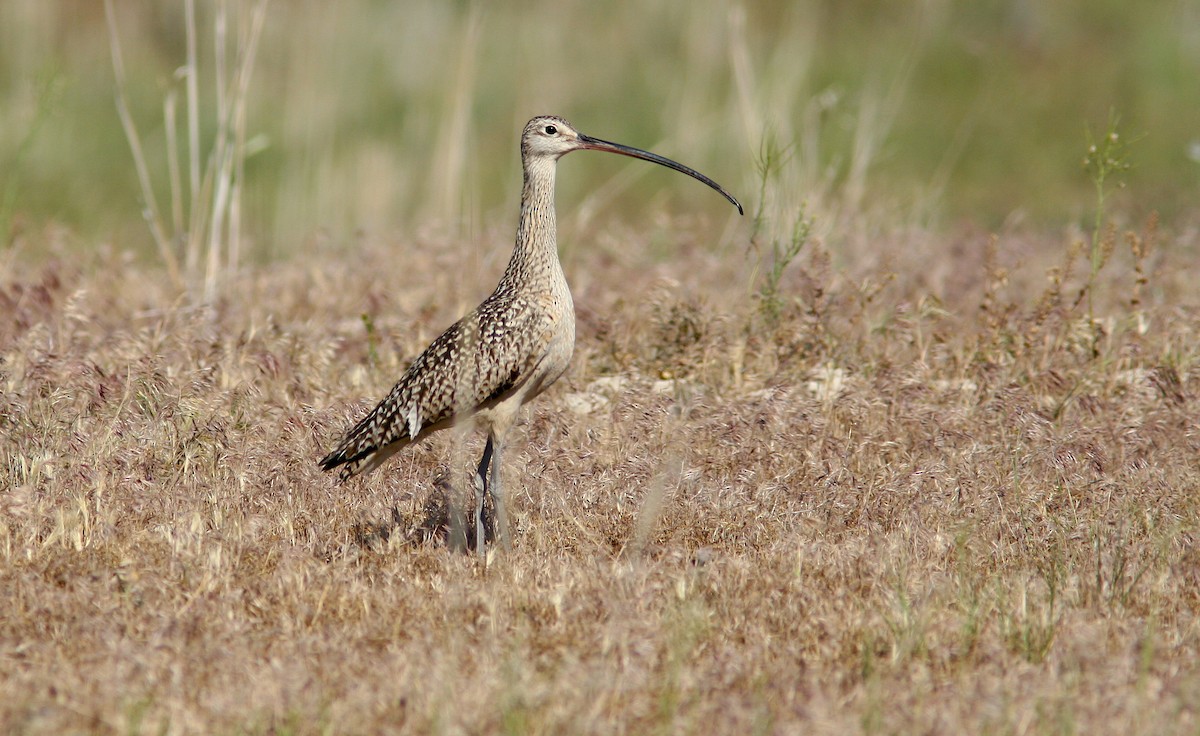 Long-billed Curlew - ML245857901