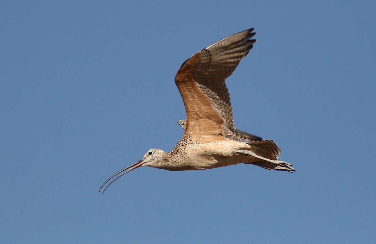 Long-billed Curlew - ML245859481