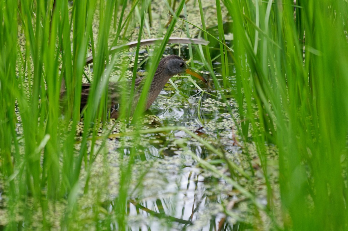 Virginia Rail - ML245859551