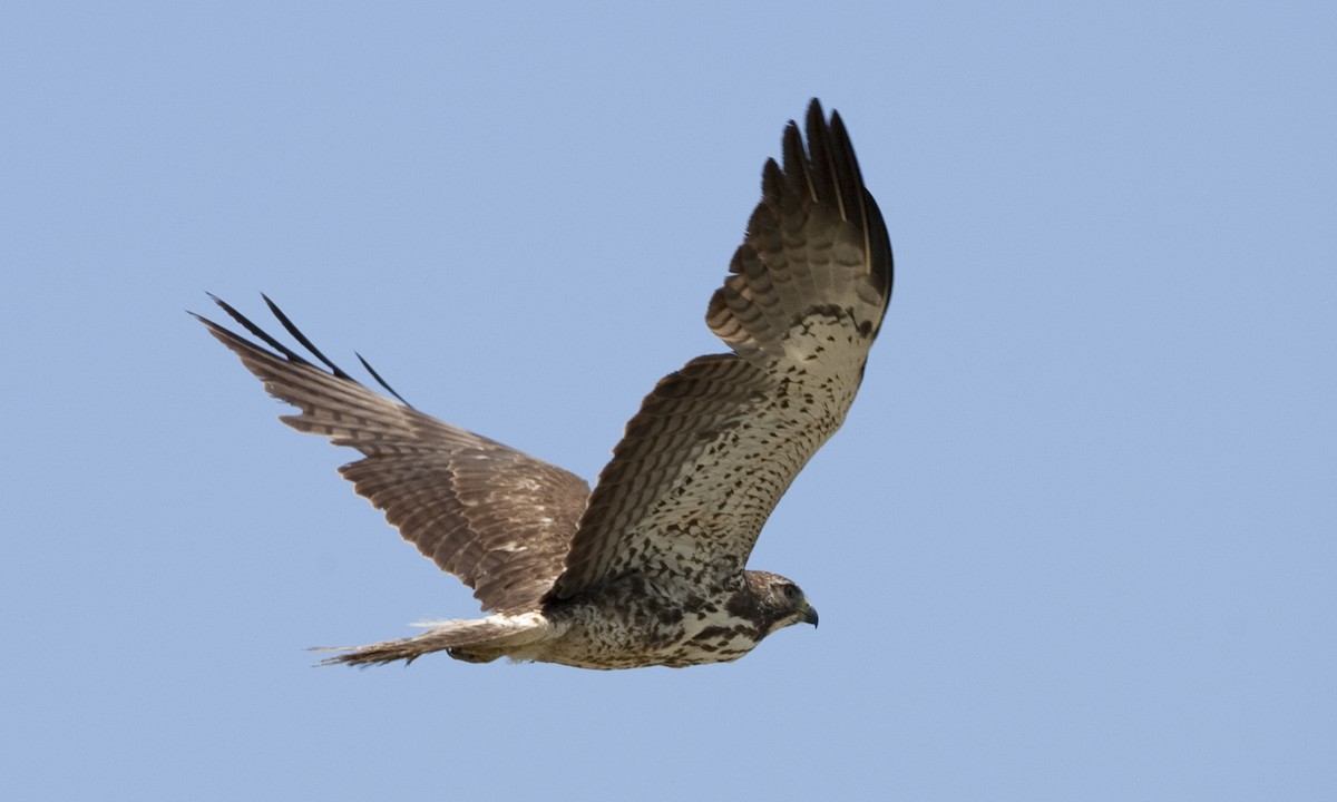 Swainson's Hawk - ML245860991