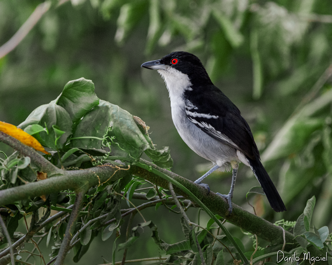 Great Antshrike - Danilo Maciel