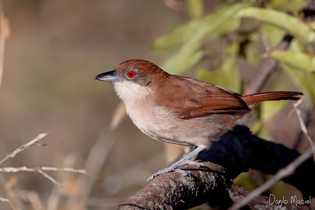 Great Antshrike - ML245861351