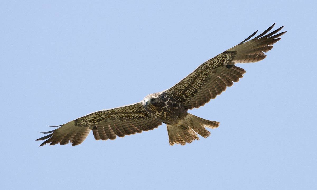 Swainson's Hawk - Brian Sullivan