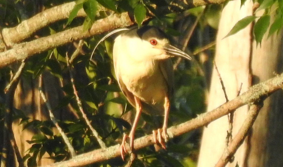 Black-crowned Night Heron - ML245861761