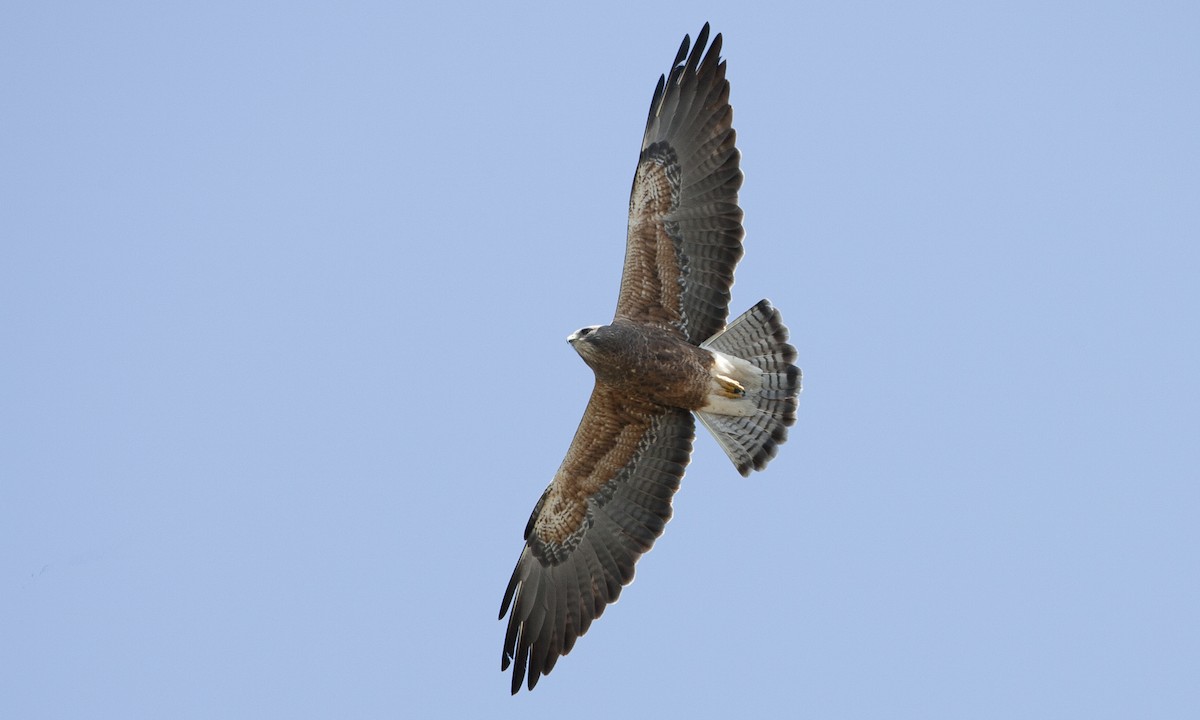 Swainson's Hawk - Brian Sullivan
