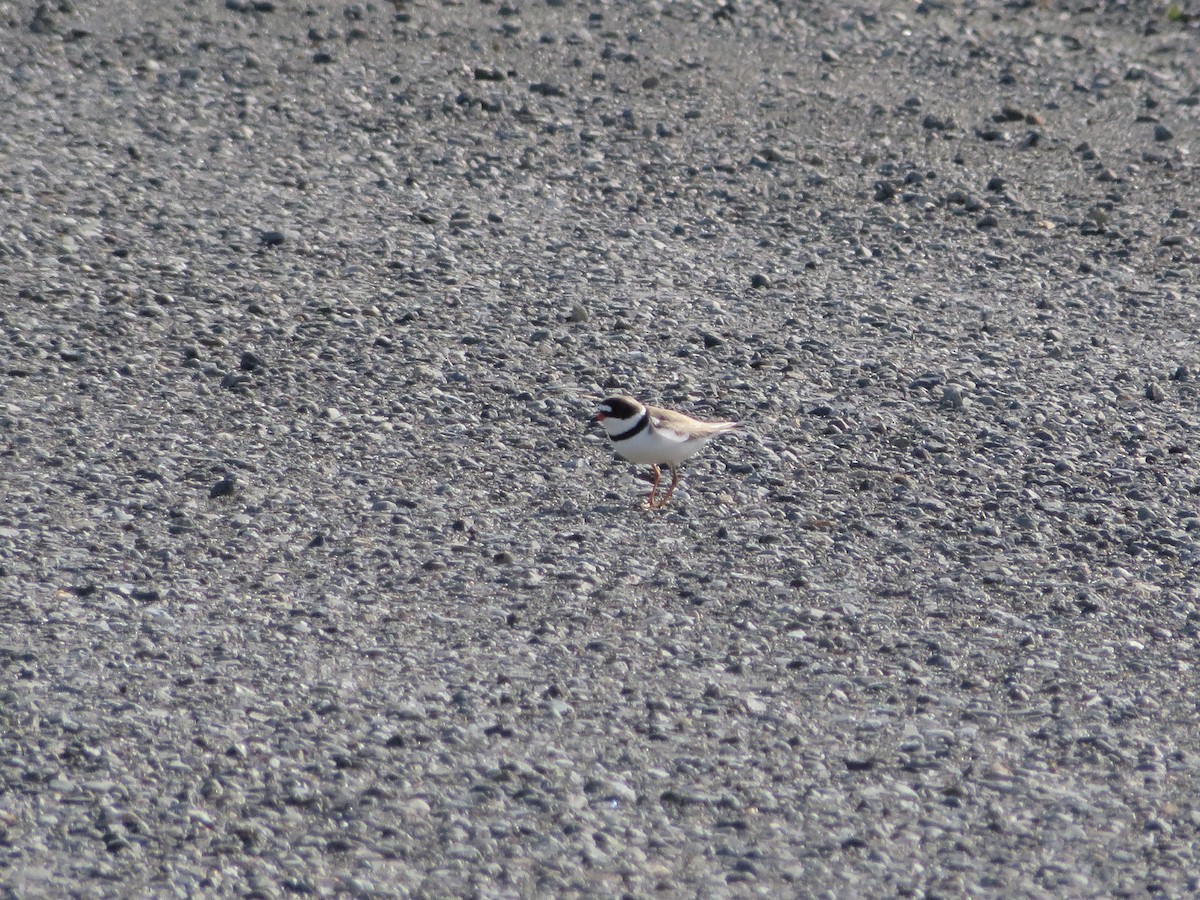 Semipalmated Plover - ML245862201