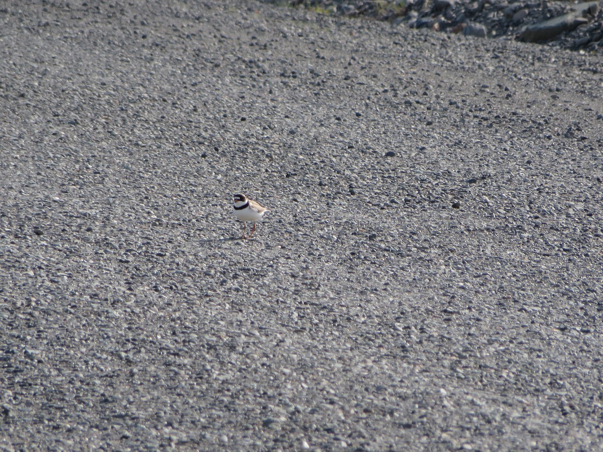 Semipalmated Plover - ML245862221