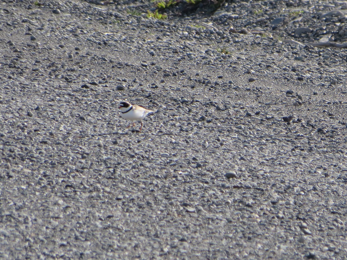 Semipalmated Plover - ML245862231