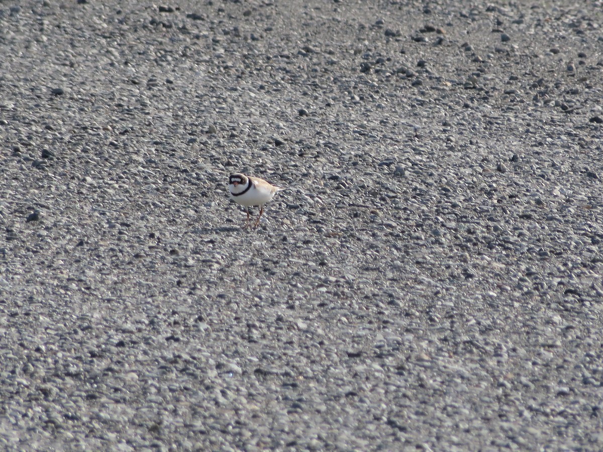 Semipalmated Plover - ML245862241