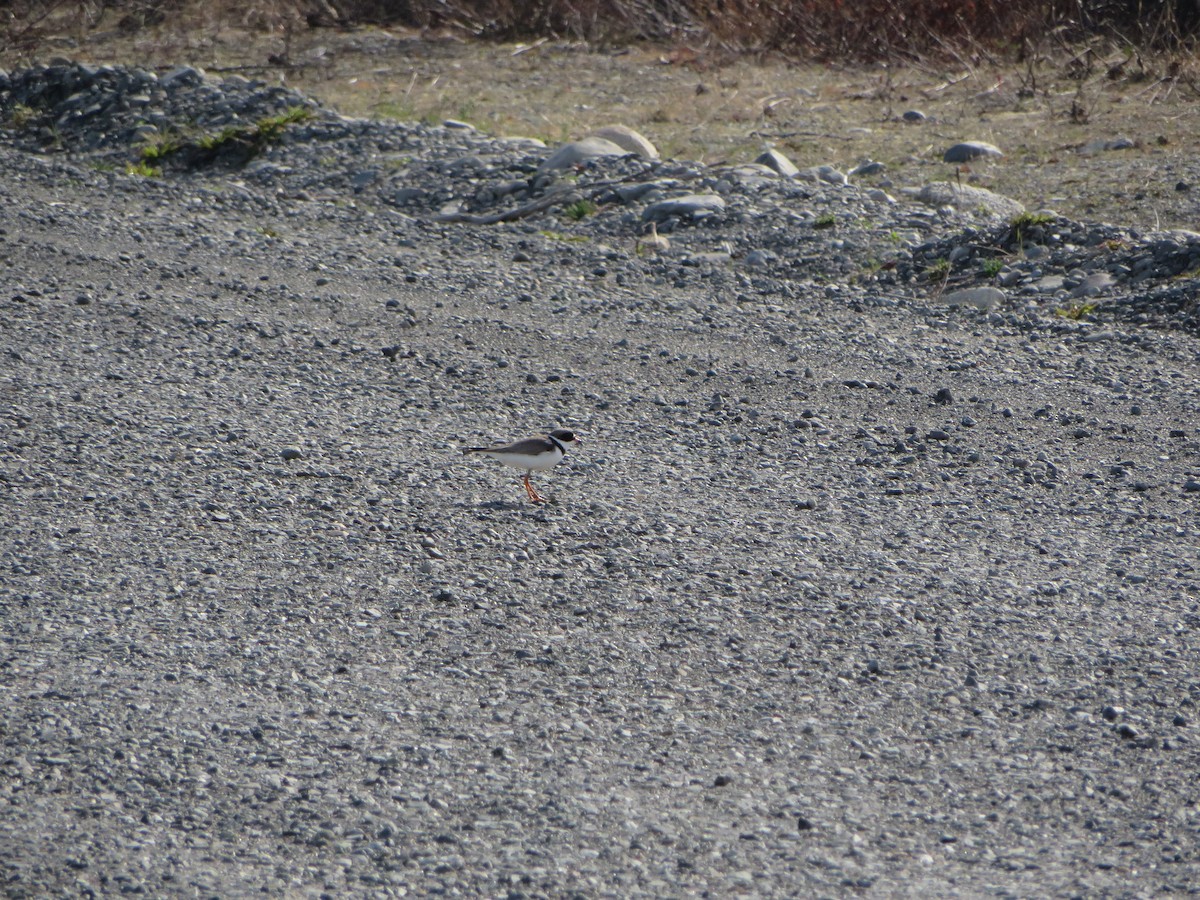 Semipalmated Plover - ML245862291