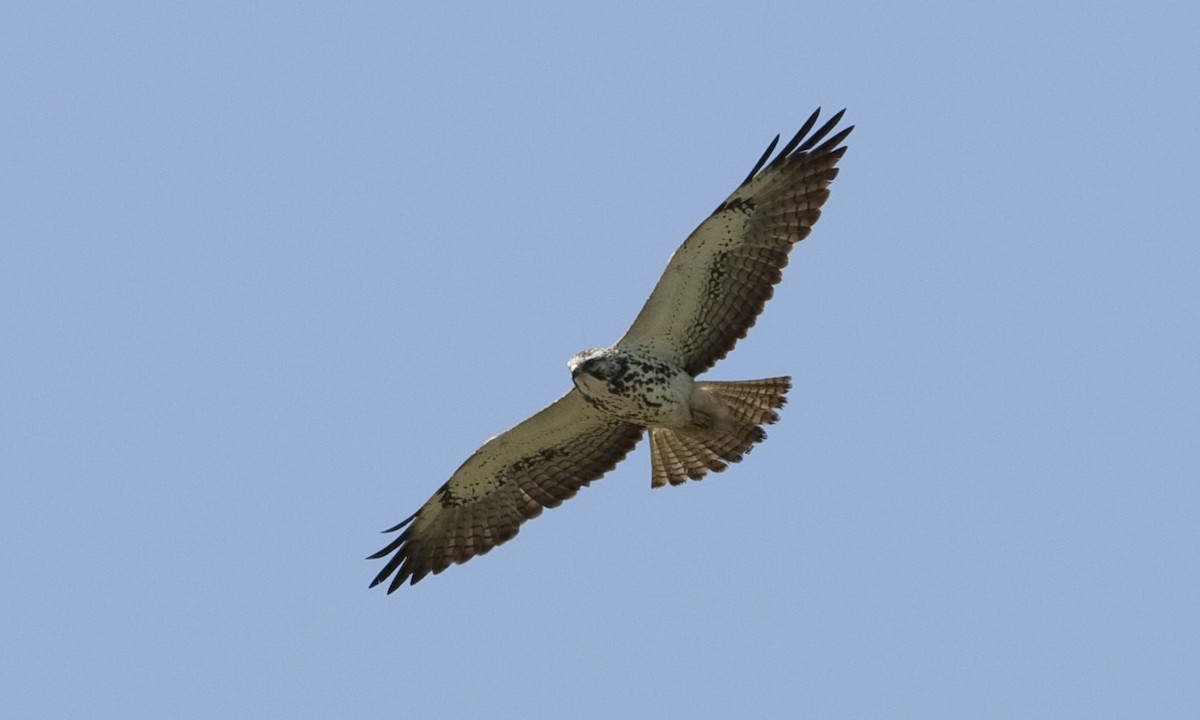 Swainson's Hawk - Brian Sullivan