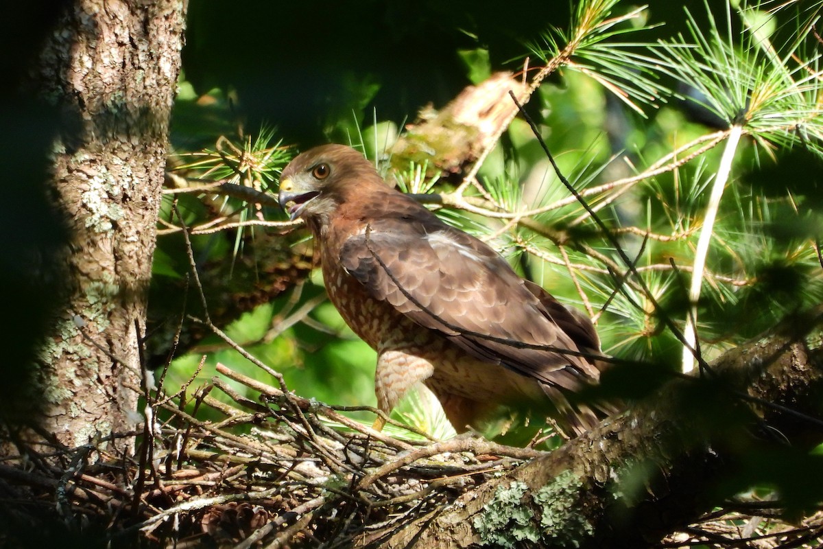 Broad-winged Hawk - Marti Horman