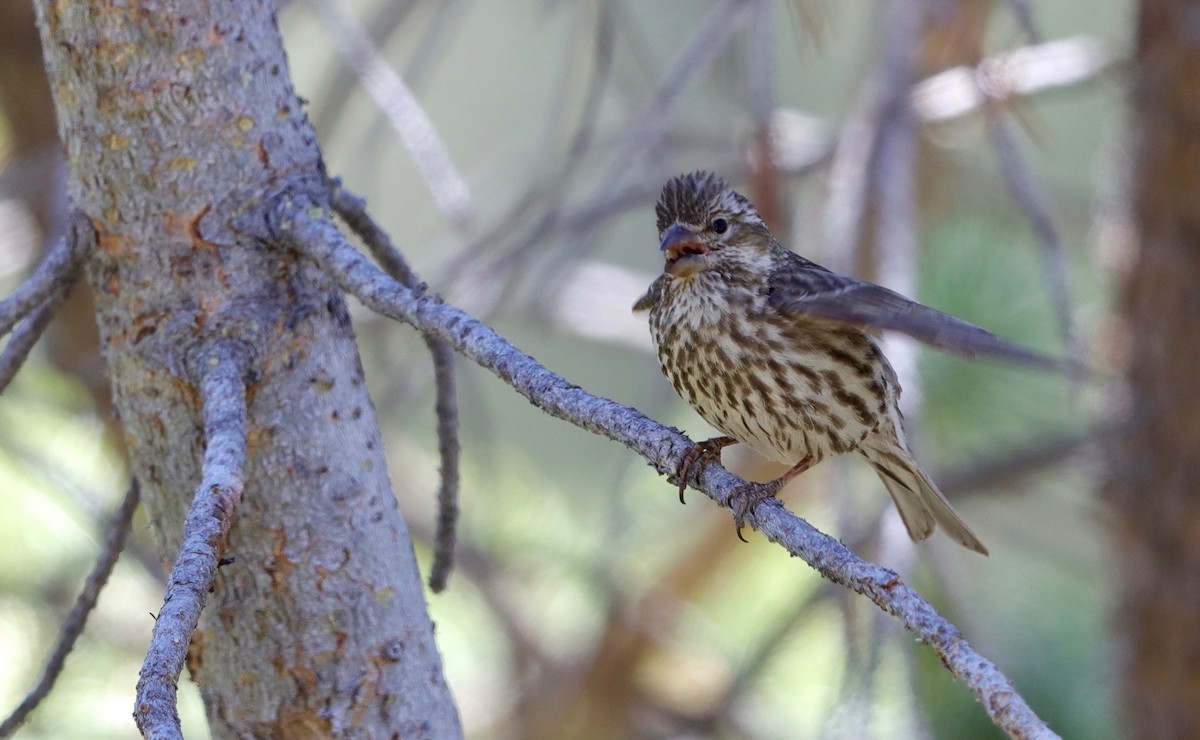 Cassin's Finch - ML245862961