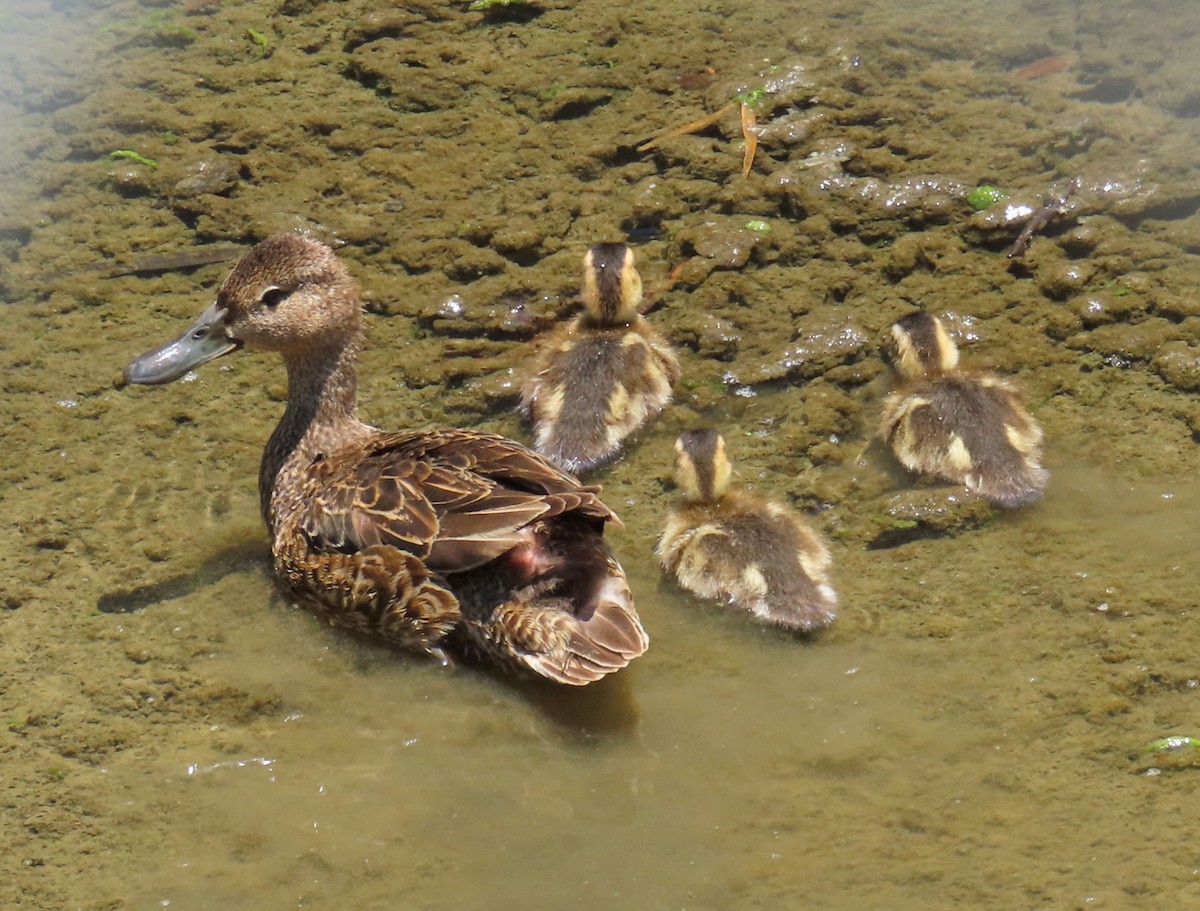 Mallard - ML245863051