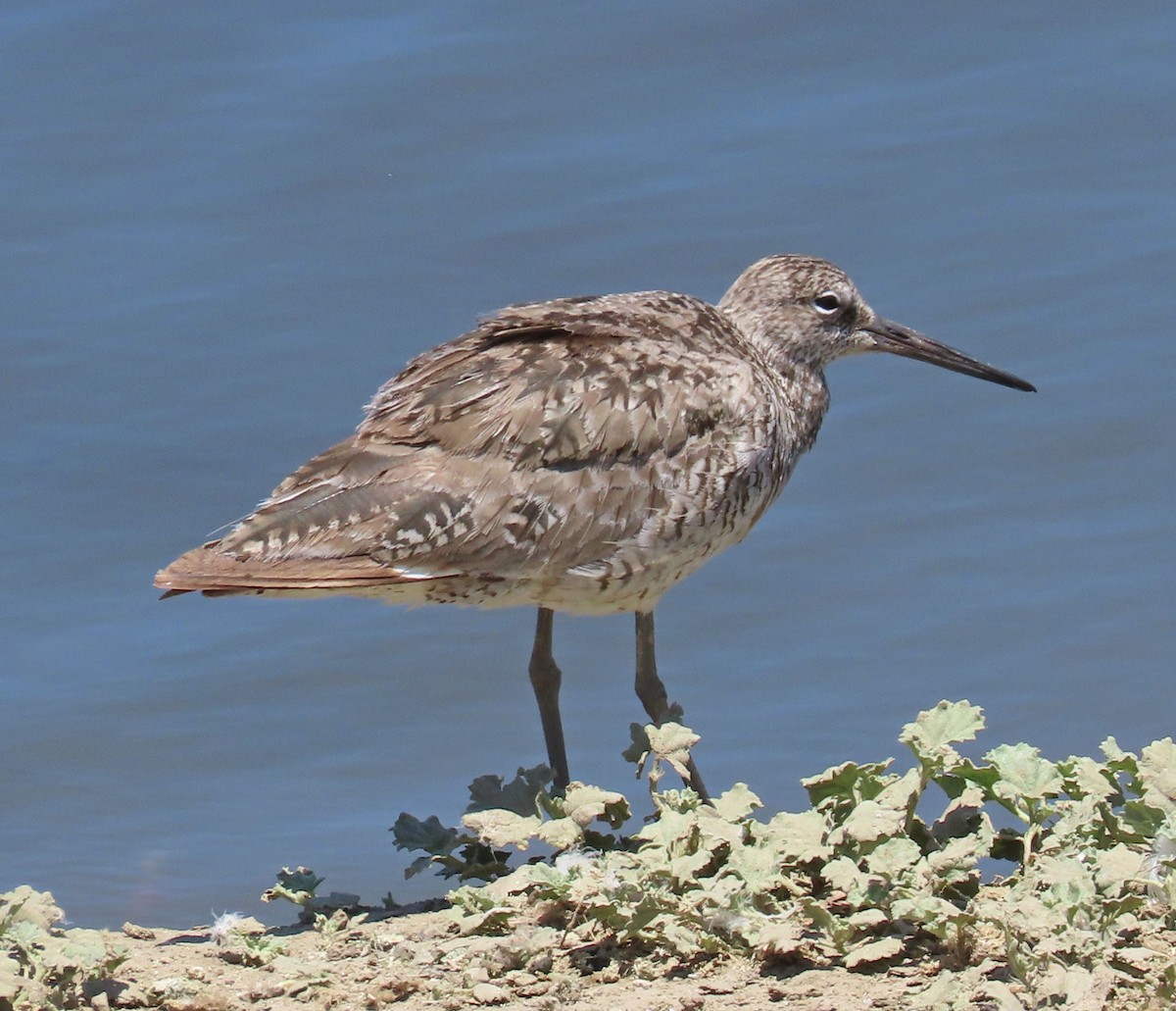 Willet - ML245863121