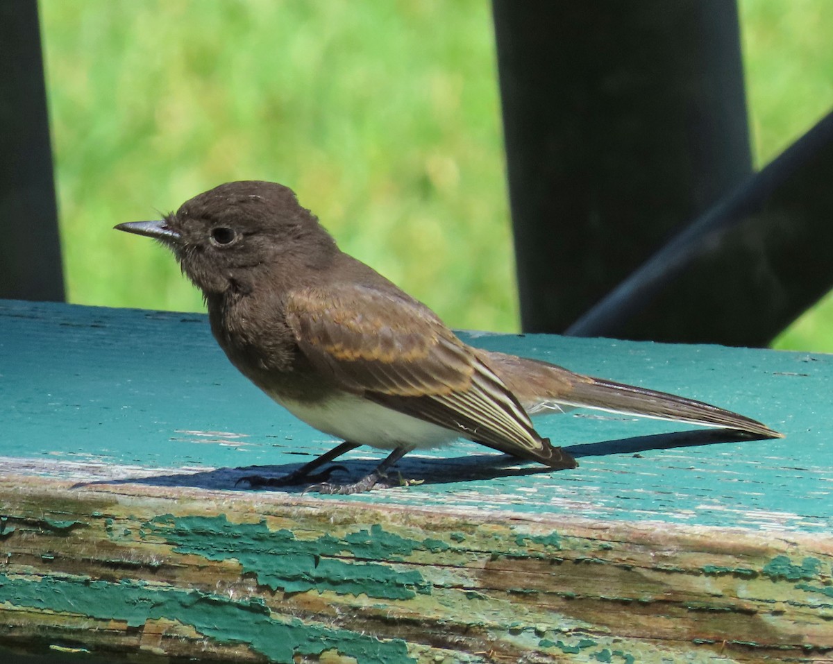 Black Phoebe - ML245863231