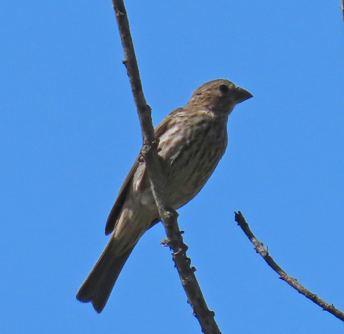 House Finch - ML245863411