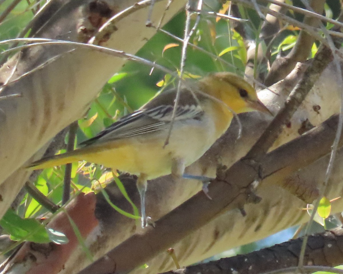 Bullock's Oriole - ML245863471