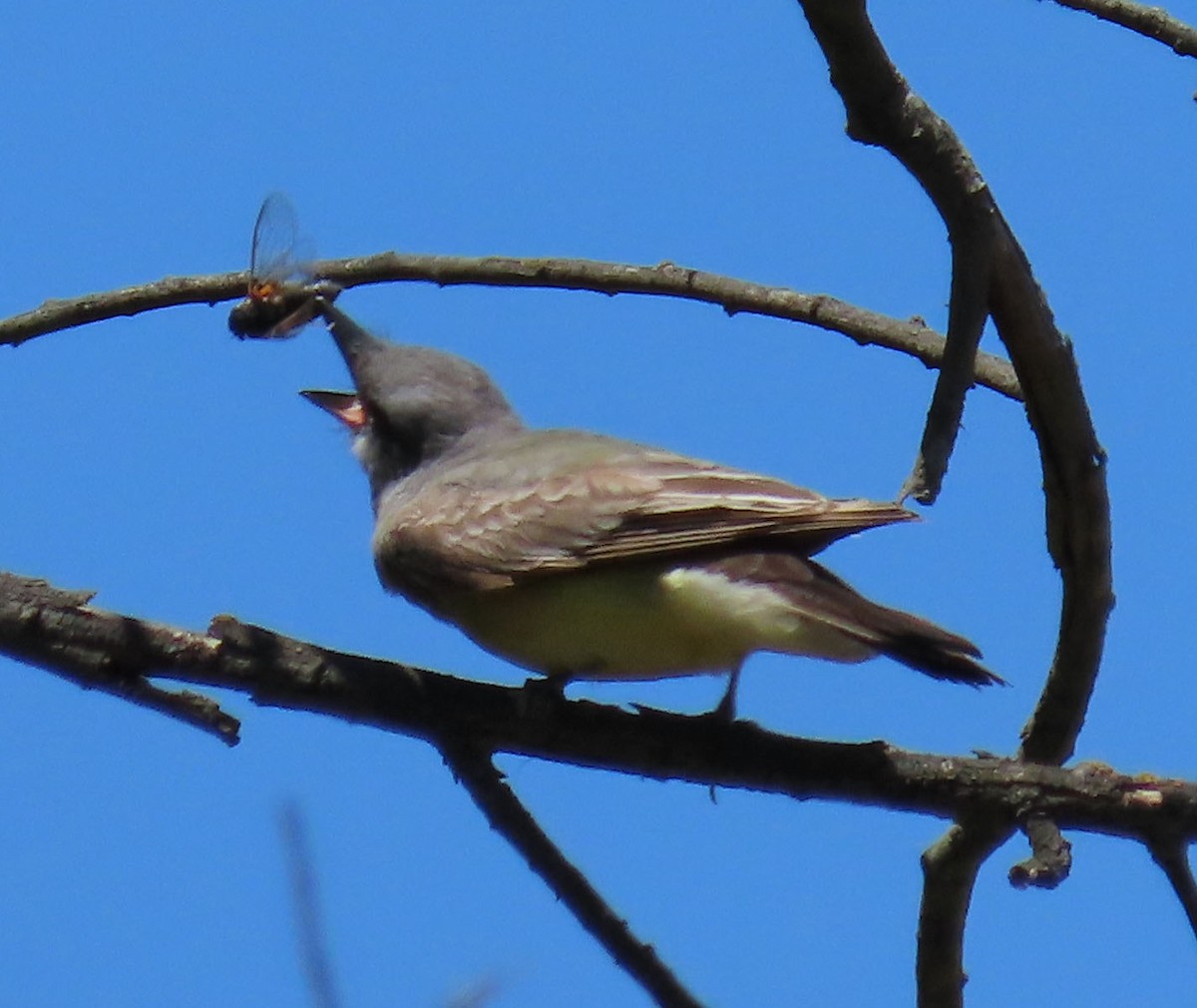 Cassin's Kingbird - ML245863561