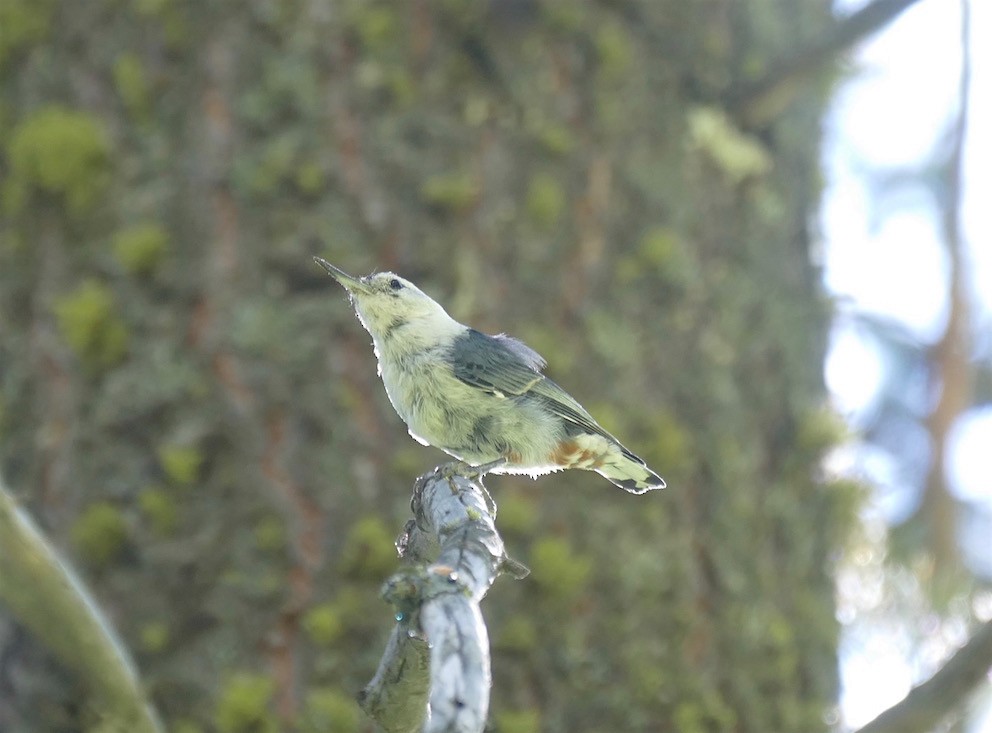 White-breasted Nuthatch - Dave Trochlell