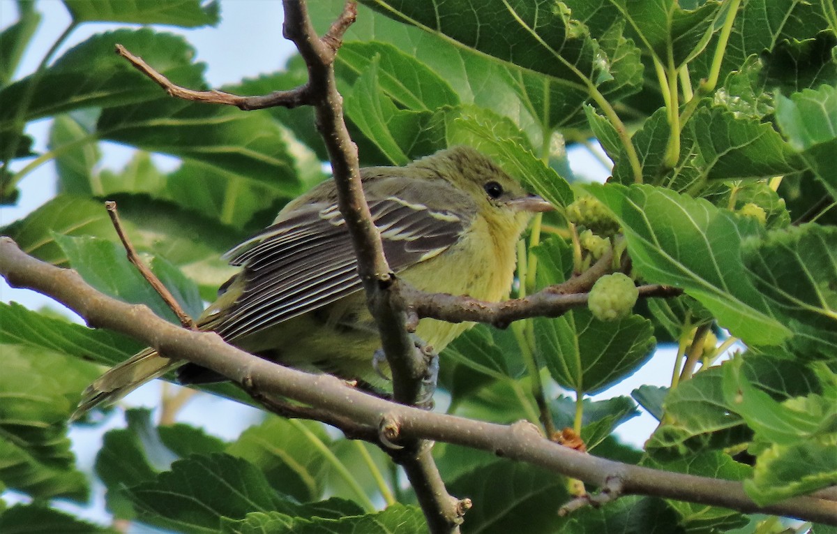 Orchard Oriole - ML245863741