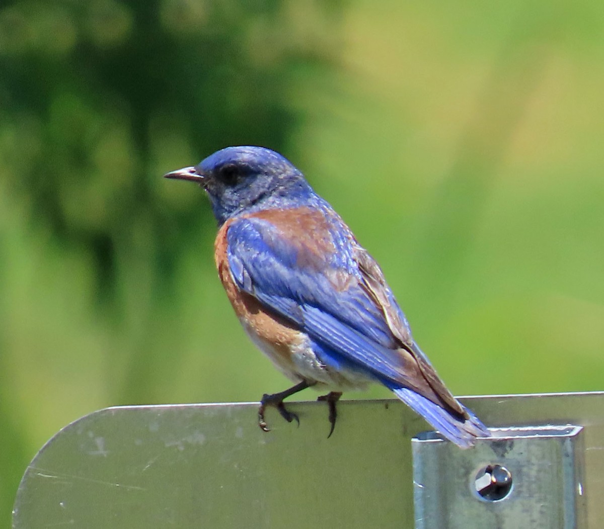 Western Bluebird - ML245863751