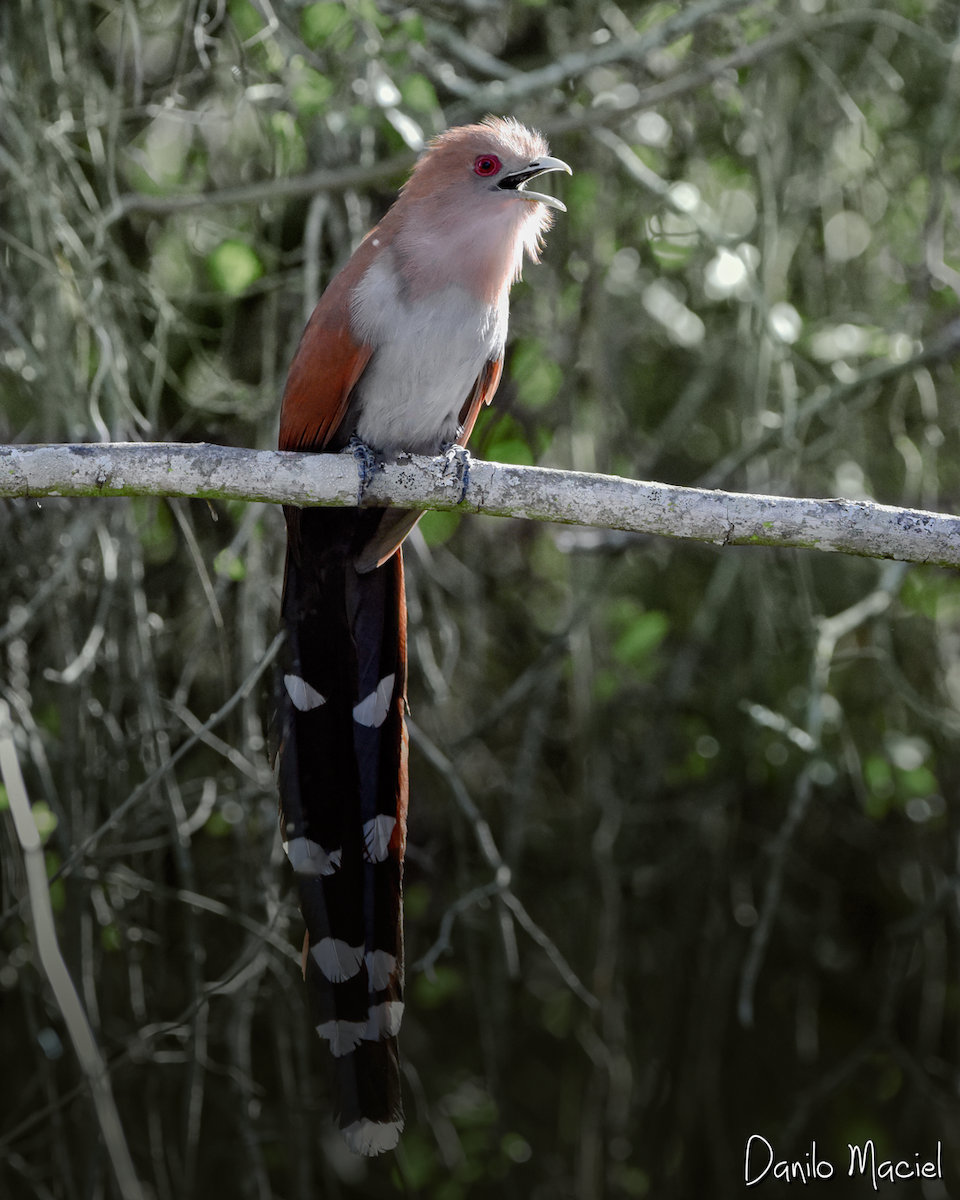 Common Squirrel-Cuckoo - ML245863941