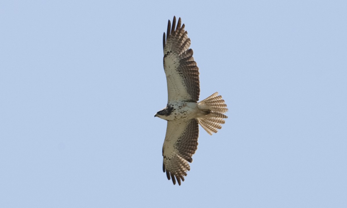 Swainson's Hawk - ML245864011