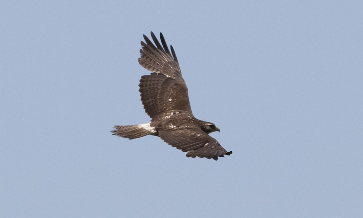 Swainson's Hawk - Brian Sullivan