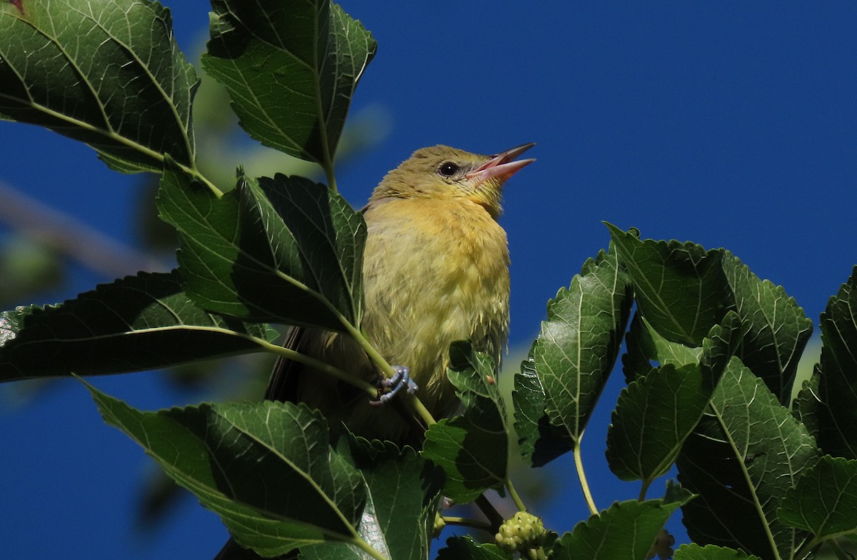 Orchard Oriole - Anne Mytych