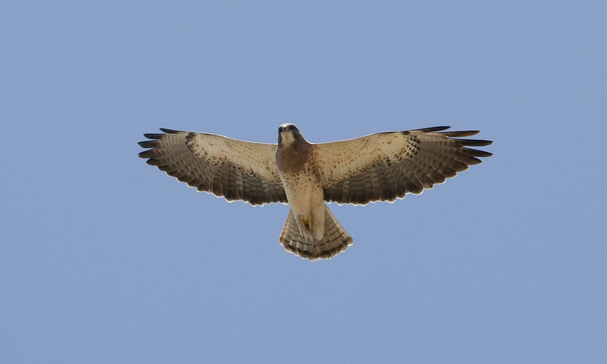 Swainson's Hawk - ML245864631