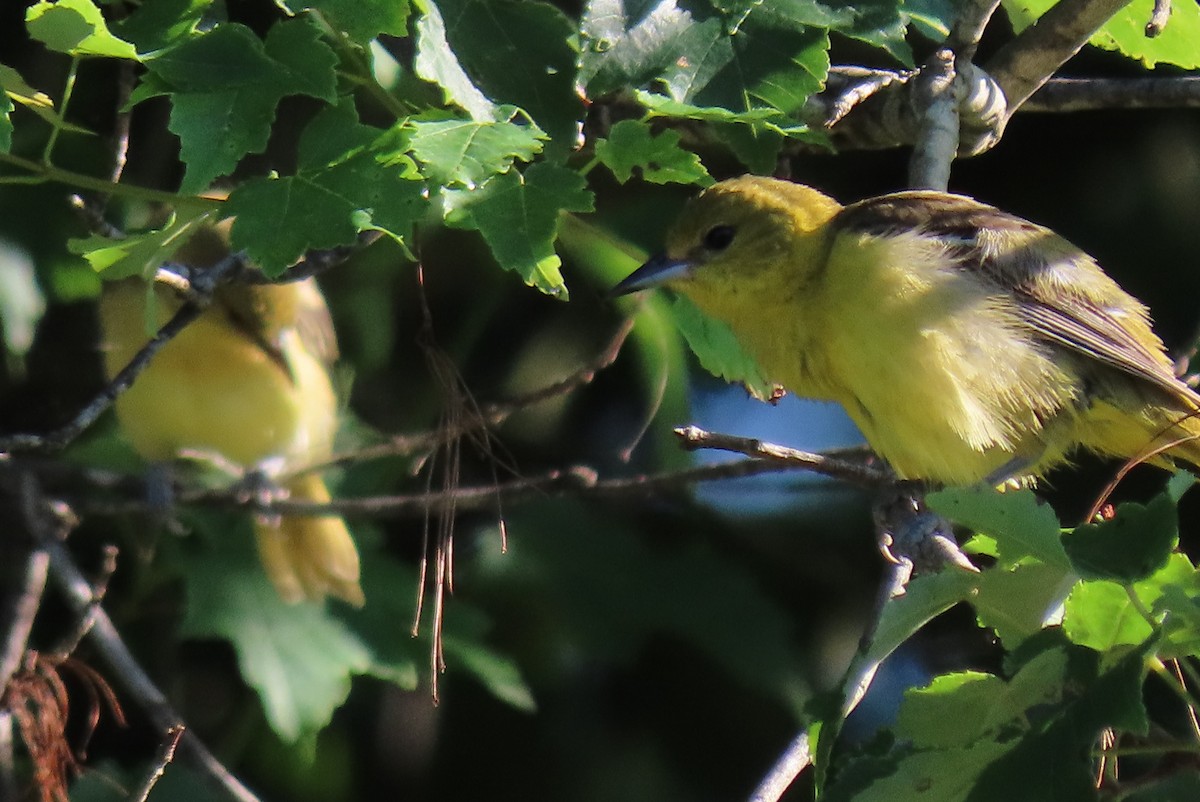 Orchard Oriole - ML245864661