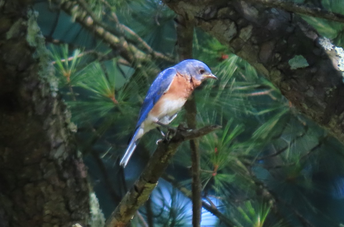 Eastern Bluebird - Anne Mytych