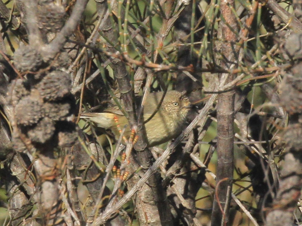 Slender-billed Thornbill - ML245865101