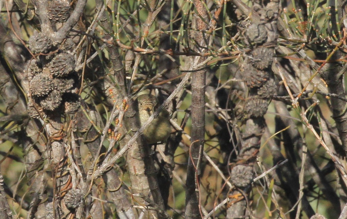 Slender-billed Thornbill - ML245865141