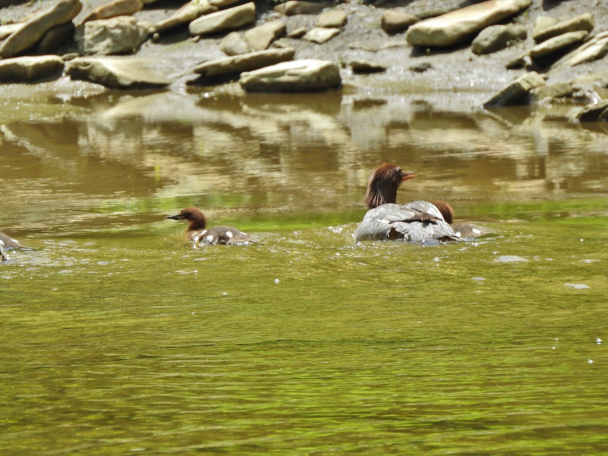 Common Merganser - ML245866391