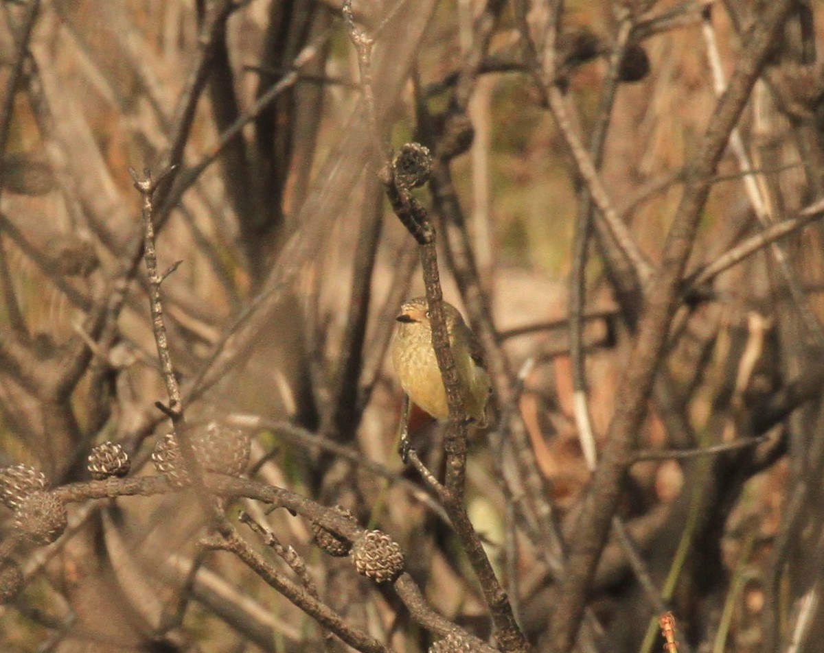 Slender-billed Thornbill - ML245866611