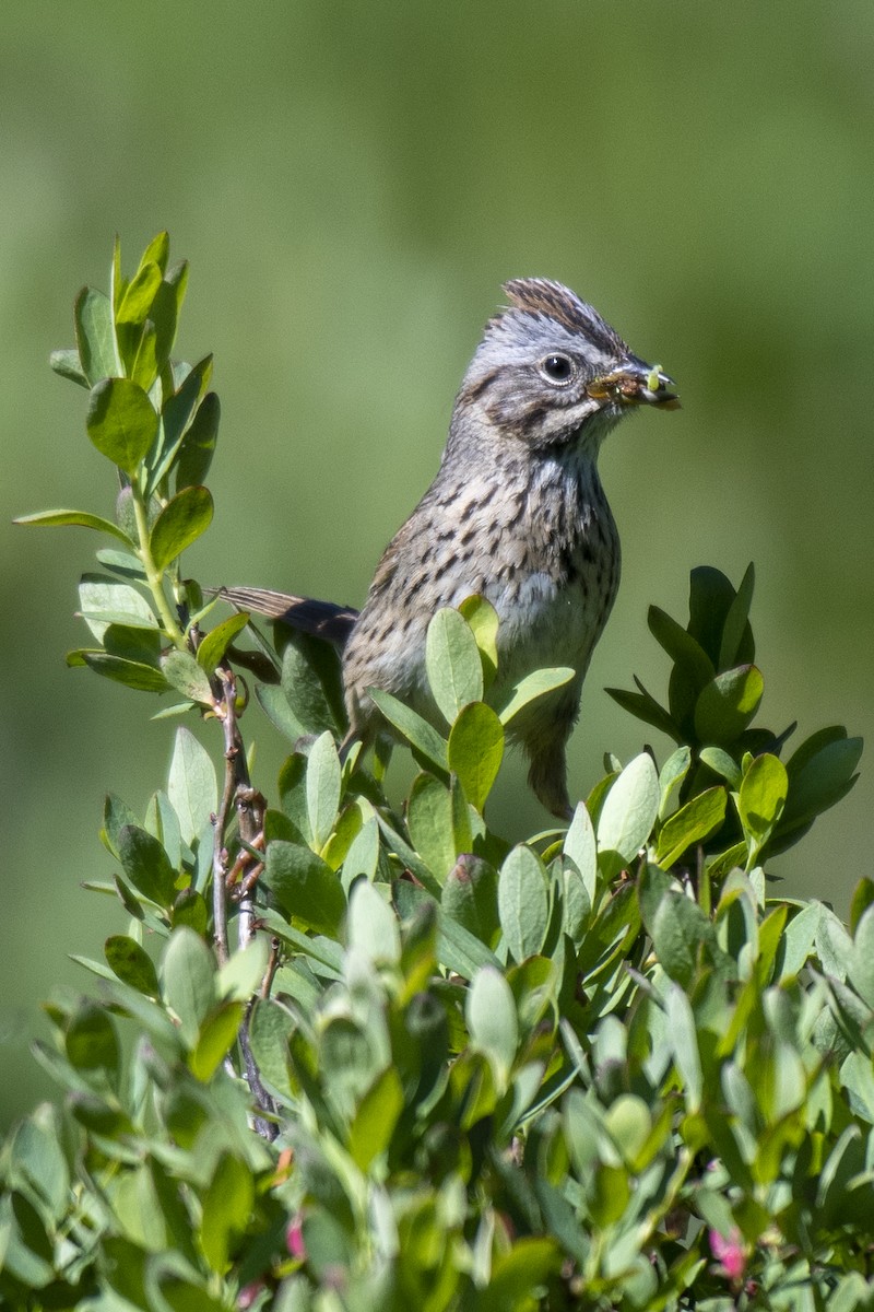 Lincoln's Sparrow - ML245866811