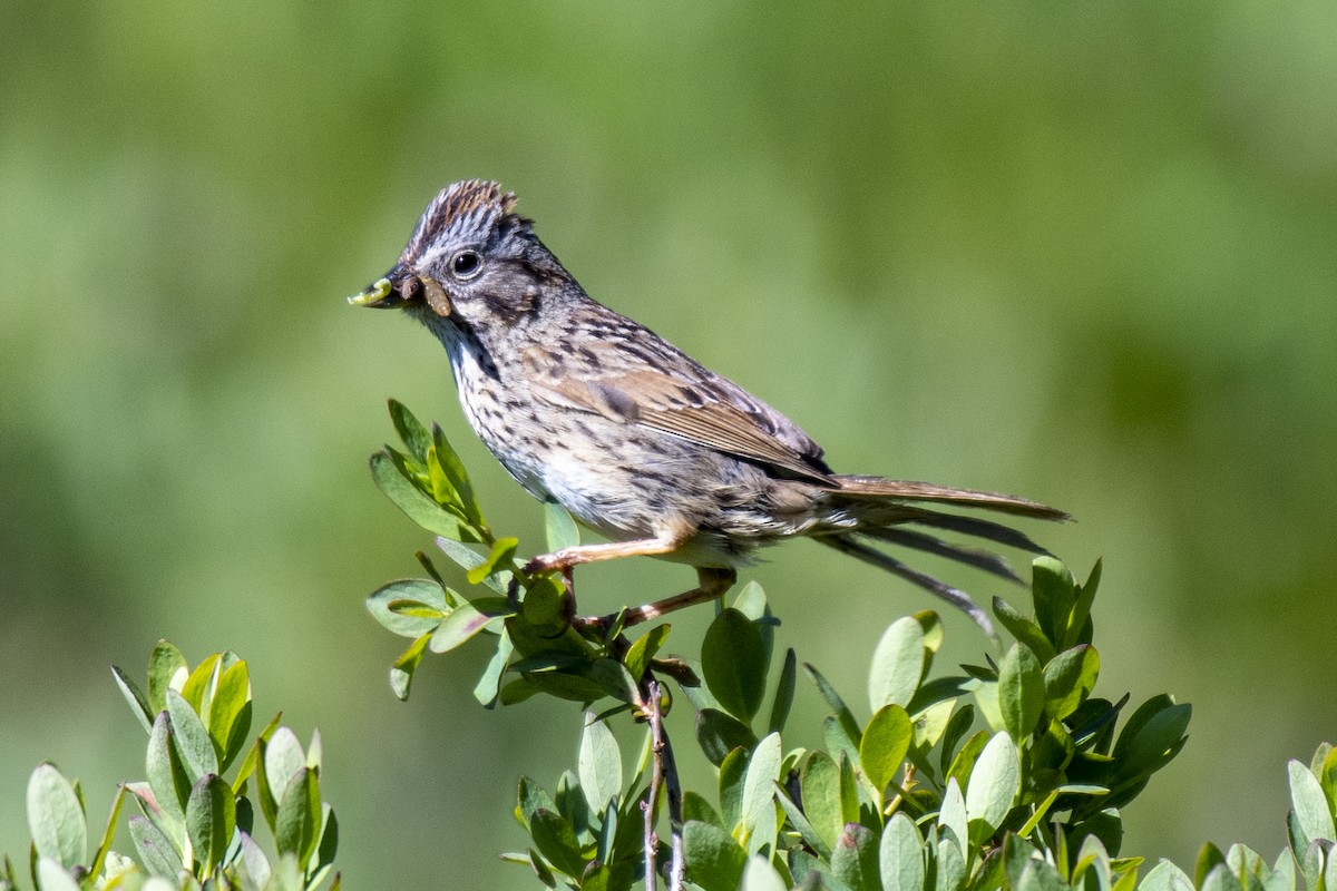 Lincoln's Sparrow - ML245866821