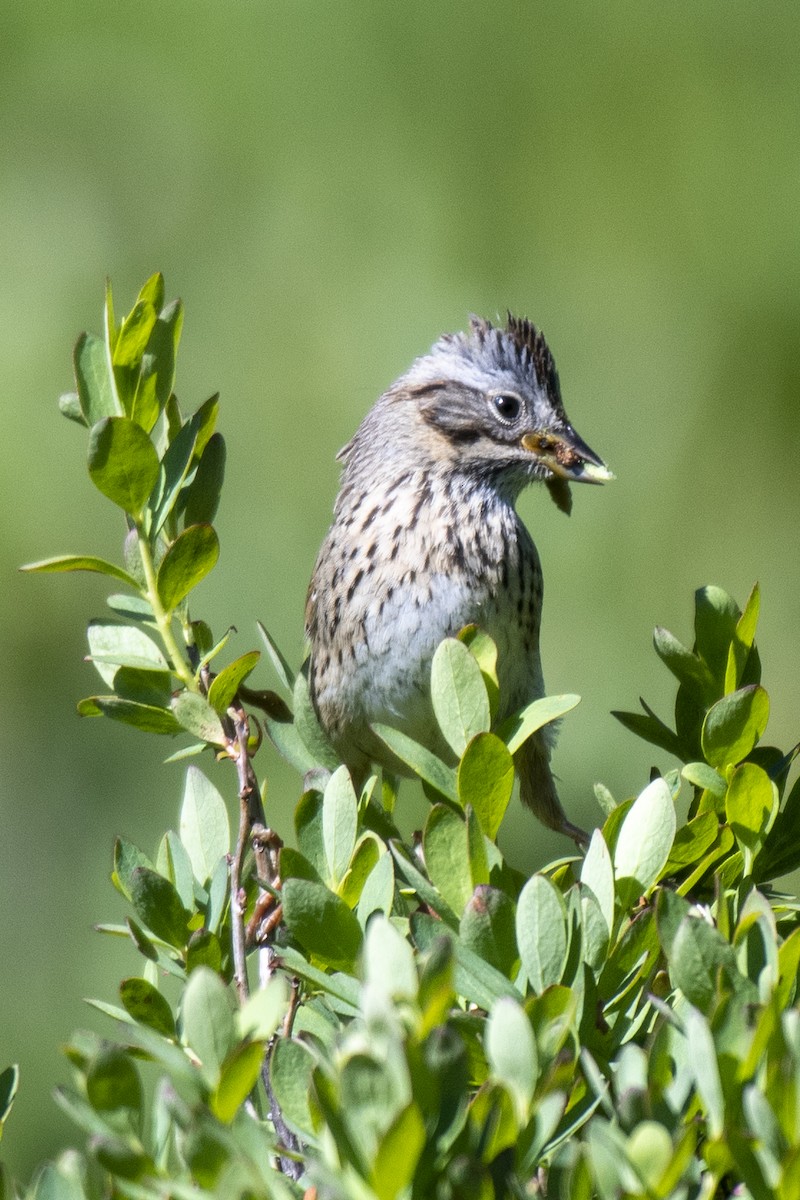 Lincoln's Sparrow - ML245866831