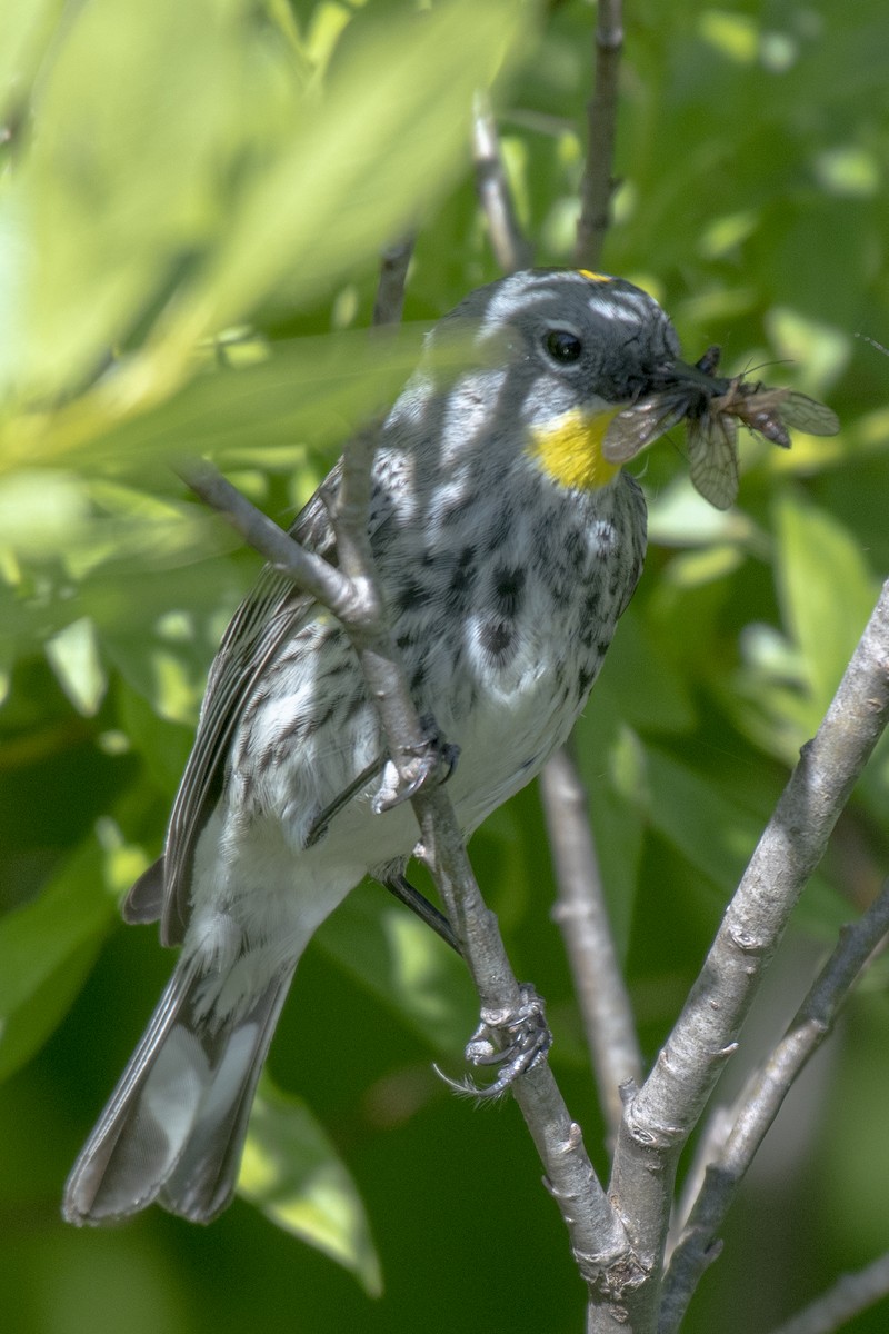 Yellow-rumped Warbler (Audubon's) - ML245866871