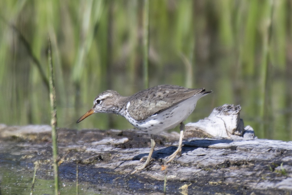 Spotted Sandpiper - ML245866931