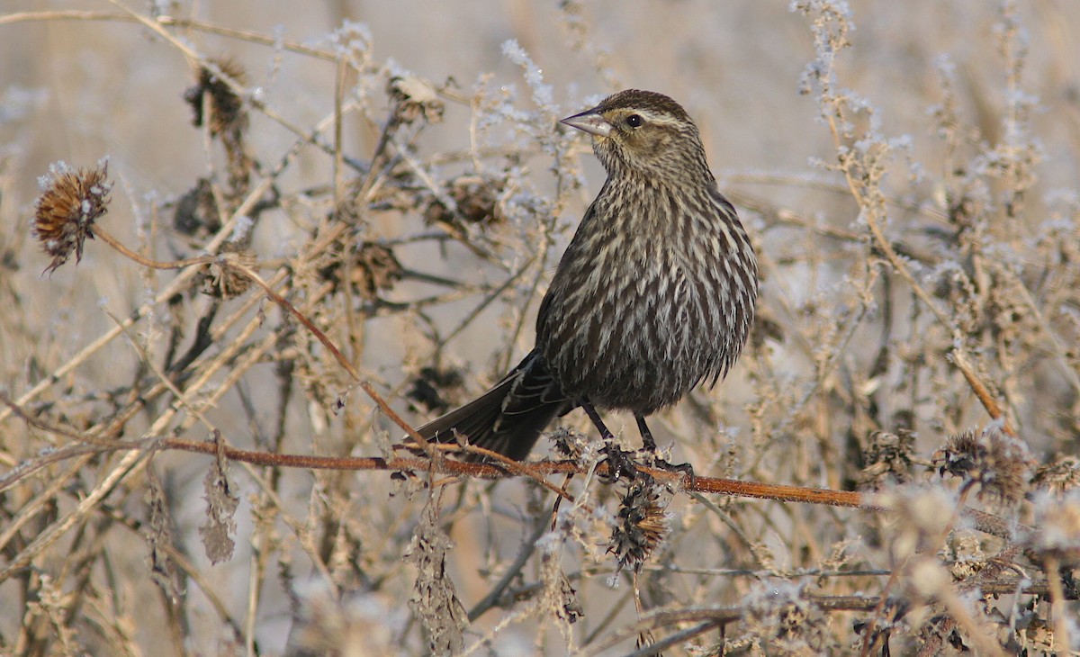 Red-winged Blackbird - ML245867281